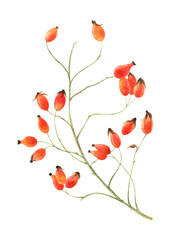 Watercolor image of a rosehip branch with red berries without leaves on a transparent background.