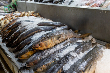 Fresh fish at the Central Market (Mercado Central) in Santiago de Chile
