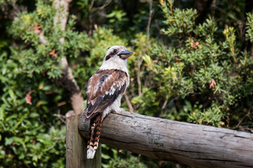Kookaburra