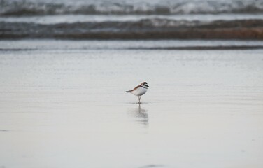 Batuíra-de-coleira na Bahia