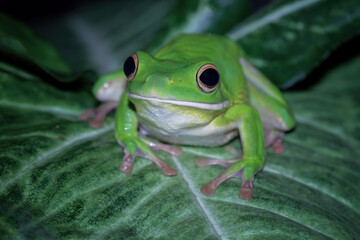 White lipped tree frog on leaves, closeup green tree frog, animals closeup