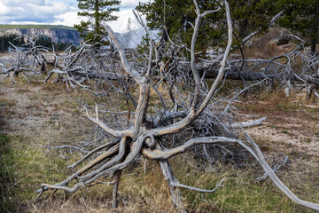 Dead Tree near Old Faithul Geyser at Yellowstone national Park.