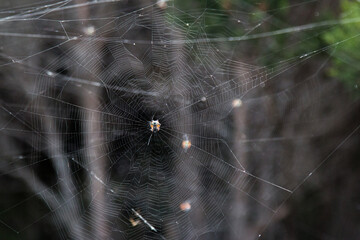Spider web