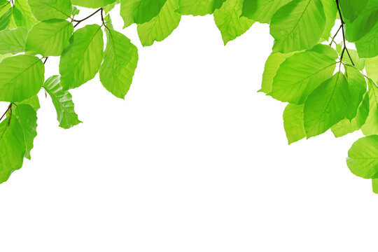 Spring eco friendly template - vivid green branches of beech tree isolated on a transparent background with copy space