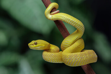 Yellow White-lipped Pit Viper closeup, angry yellow viper snake, viper snake front view, animals closeup 