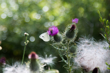 Spear  Thistle
