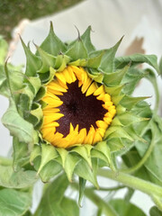 Beautiful heart-shaped sunflower with beautiful green leaves