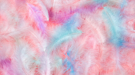 Colored feathers on a pink background. Background of delicate, fluffy bird feathers.