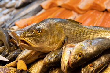 Fresh fish at the Central Market (Mercado Central) in Santiago de Chile