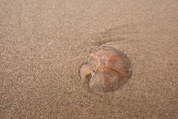 Fototapeta na wymiar meduza