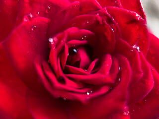 Naklejka premium Red Rose Macro Photography