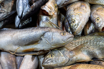 Fresh fish at the Central Market (Mercado Central) in Santiago de Chile