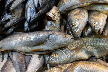 Fresh fish at the Central Market (Mercado Central) in Santiago de Chile
