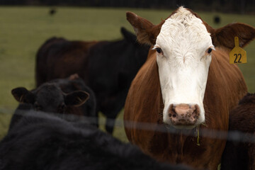 cows in a field with one cow staring at the camera