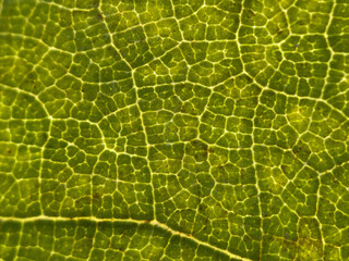 Grape Leaf Texture