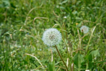 beuatiful blowing dandolion in dark green grass in springtime .Macro shot with a well-defined depth of field, White dandelion, wildflowers, botany . close up to the dandelion flower seedhead .