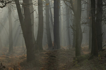 Mgła w lesie - obrazy, fototapety, plakaty