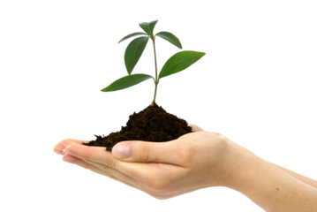 Organic new life concept - female hands holding young plant of  Periwinkle with soil on transparent background.