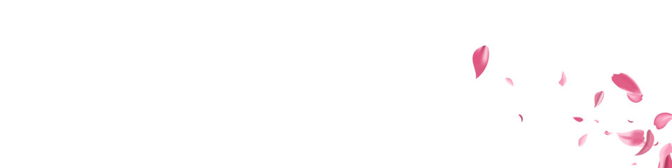 Delicate Cherry Falling Vector White Panoramic