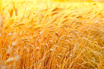 Wheat field at the sunrise