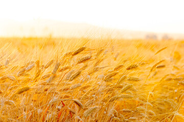 Wheat field at the sunrise