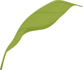 Hand drawn magnolia green leaf