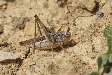 Closeup on a brown Mediterranean long-horned grasshopper, Platycleis sabulosa sitting on the ground