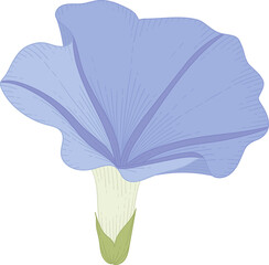 Hand drawn blue morning glory flower