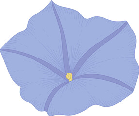 Hand drawn blue morning glory flower