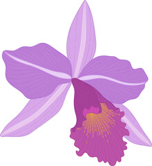 Hand drawn purple orchid flower