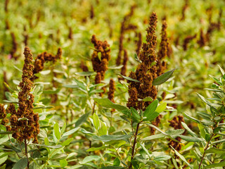 Spirea Douglas with brown withered inflorescences