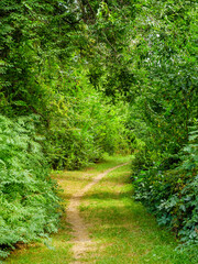 Walking trail through leafy green trees