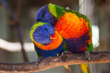 Rainbow Lorikeet Parrot