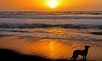 Silhouette of one isolated dog on sand beach looking into beautiful spectacular atmospheric yellow orange sunset over ocean waves - Chile, pacific coast