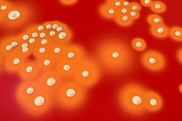 Bacteria Staphylococcus aureus, 3D illustration