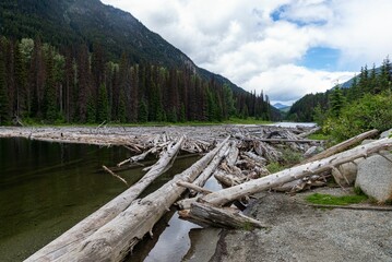 Many trees or driftwood floating in water of Duffey Lake in Provincial Park with forest on mountains