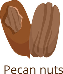 Pecan nut icon. Cartoon raw vegan snack