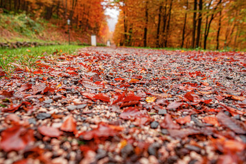Autumn Park. Yellow leaves on trees in autumn beautiful park.