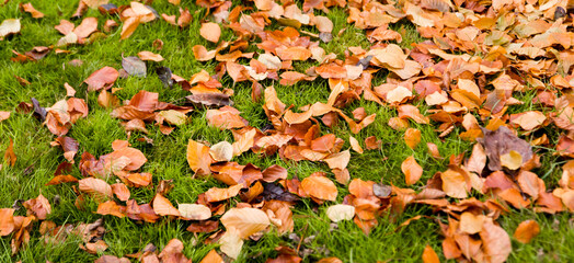 Fallen yellow leaves lay over grass in park or garden. Orange, yellow and red autumn leaves in fall park. Green grass and fallen leaves. Lawn - grass with leaves - autumn background.
