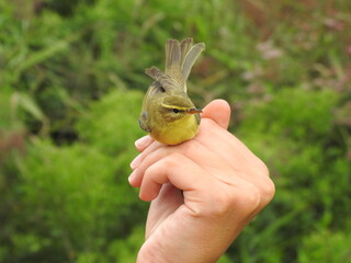 Mosquitero musical (Phylloscopus trochilus) capturado para su estudio y anillamiento, y posteriormente puesto en libertad