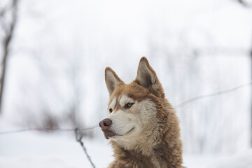 Brown Siberian Husky Portrait, Camlihemsin Rize, Turkey