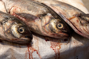 Fresh fish at the Central Market (Mercado Central) in Santiago de Chile