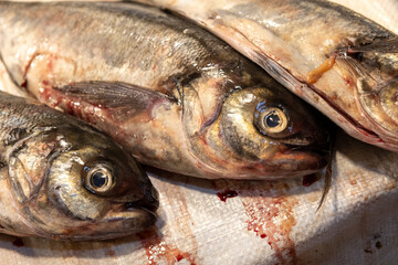 Fresh fish at the Central Market (Mercado Central) in Santiago de Chile
