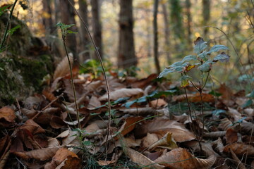 Petit arbre des montagne 