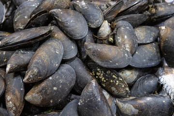 Clams at the Central Market (Mercado Central) in Santiago de Chile