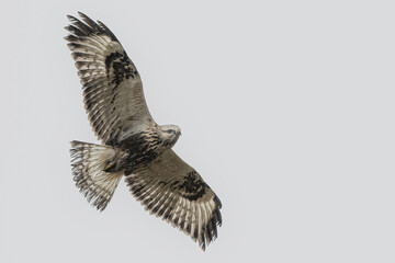 Rough-legged hawk flying and searching for food in Norway