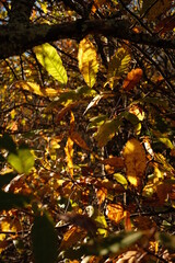 ch&acirc;taignier en automne 