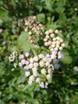 Beautiful Flowers of Ageratum conyzoides. This is also known as Billygoat-weed, goatweed, whiteweed, mentrasto, etc.
