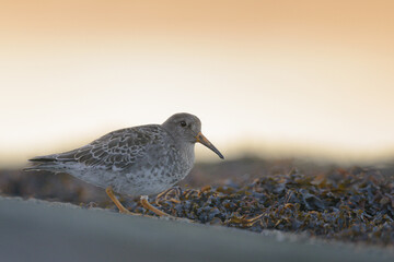 Purple sandpiper at the shore in Trondheim, Norway