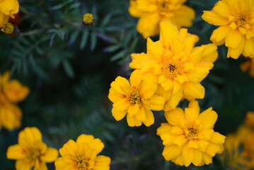 yellow-orange blackberry, marigolds close-up background, on a sunny day, blurred background, flower tagetes close-up on a green background on an autumn sunny day, orange marigold color, red flowers	